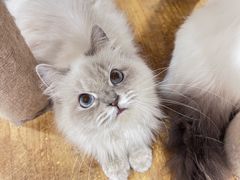 -楼上猫咖(罗湖店)