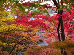 -常寂光寺