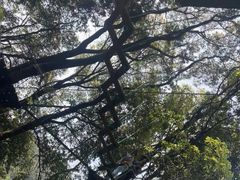 -芦仙山景区-飞越丛林探险乐园