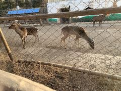 -青藏高原野生动物园