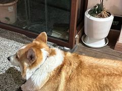 -肥朵食堂(带梦胡同店)