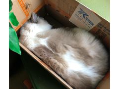 -猫猫幼稚园·撸猫·桌游·电玩