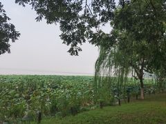 -七的湖·晚芳亭·阳澄湖农家菜·大闸蟹(莲花岛店)