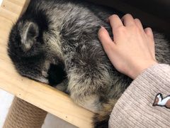 -浣熊柯尔鸭土拨鼠·电玩咖