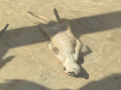 -秦皇岛野生动物园