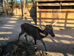 -圣露庄园·露营·烤肉·亲子