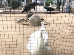 -莱西月湖公园