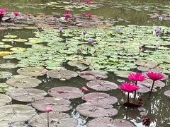 -中国科学院西双版纳热带植物园