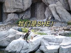 -上海野生动物园