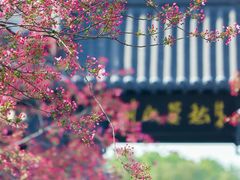-莫愁湖公园