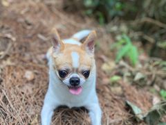 -铁山坪森林公园