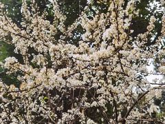 -桃花涧
