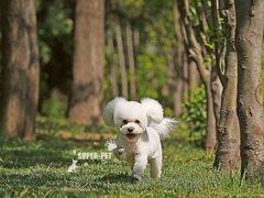 -超宠爱宠物摄影-Super pet