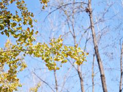 -合肥滨湖国家森林公园