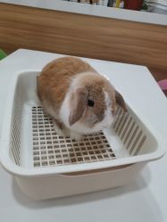 -Moni星球萌宠·小马宝莉·灵蛇·高端高阶全萌宠互动体验俱乐部(红豆国际广场店)