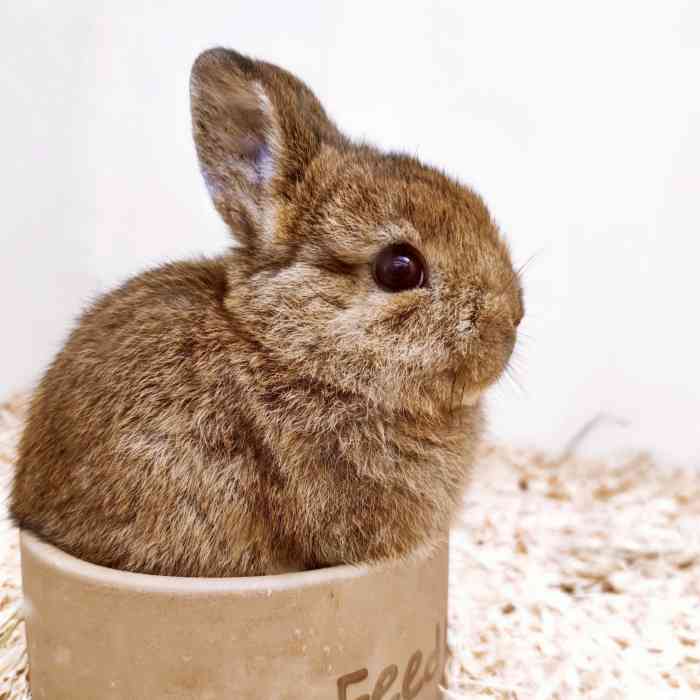 兔窝镇bunnyburrow(龙湖杭州西溪天街店)-"【项目】其他偶尔发现这家