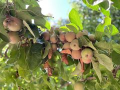 -庞各庄翠芳园西瓜蔬菜基地采摘园