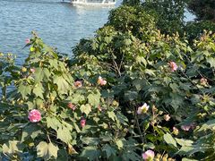 -西湖外事游船(花港观鱼码头)