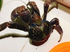 -海盗餐厅