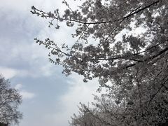 -武汉大学-樱园