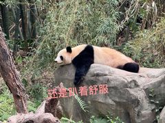 -广州长隆野生动物世界