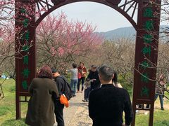 -香雪海