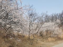 -北京西山国家森林公园