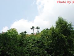 -王顺山国家森林公园