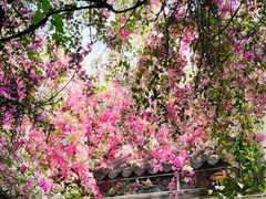 -深圳国际园林花卉博览园