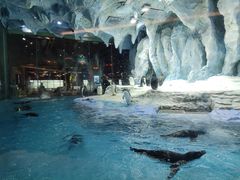 -帝企鹅自助餐厅•儿童岛•真企鹅(长隆企鹅酒店)