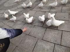 -南宫五洲植物乐园