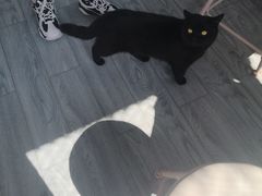 -喵屿·大理花园猫咖