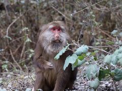 -硗碛藏寨·神木垒景区