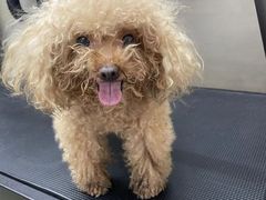 -PETKIT小佩宠物·低压洗护(国顺东路店)