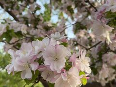 -海棠花溪(元大都城垣遗址公园)