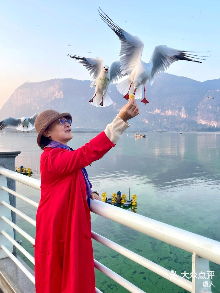 昆明滇池喂海鸥