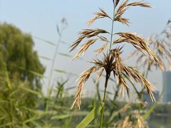 -大兴滨河森林公园