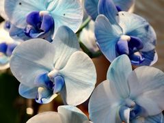 -香炉礁家具市场