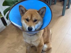 -狗舍宠物医院(四季商业广场店)