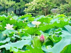 -秋霞圃