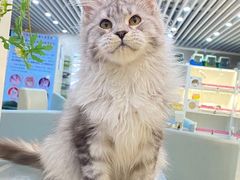 -lincat·猫舍(广州店)