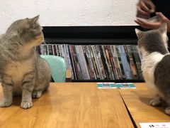 -猫色咖啡·猫咖