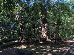 -中国科学院西双版纳热带植物园