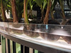 -凤园椰珍·臻品椰子鸡(保利时光里店)