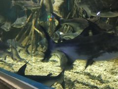 -临沂极地海洋王国