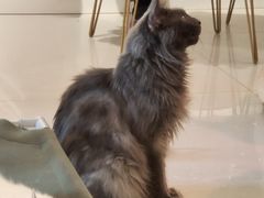 -平行世界·猫咖(首经贸店)