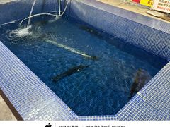 -鸿渡渔庄·特色鸭咀鱼