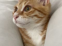 -御宝贝·A梦猫科宠物医院(国际猫友好医院)
