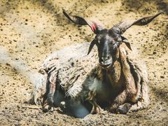 -青藏高原野生动物园