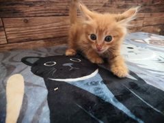 -太原东方动物医院(小店分院)